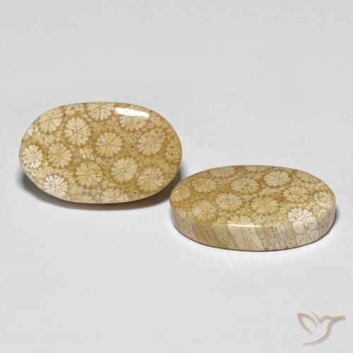 Shop natural 26.24ct マルチカラー 化石サンゴ gems, 楕円形, from インドネシア at GemSelect. In stock, global shipping!