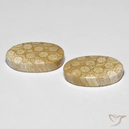 Shop natural 26.24ct マルチカラー 化石サンゴ gems, 楕円形, from インドネシア at GemSelect. In stock, global shipping!