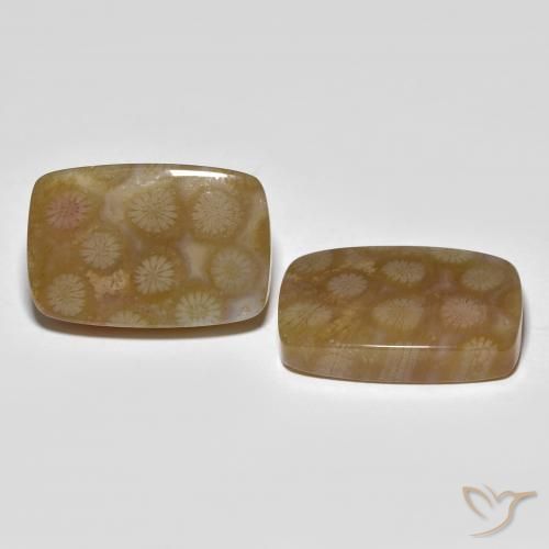 Shop natural 36.22ct マルチカラー 化石サンゴ gems, クッション, from インドネシア at GemSelect. In stock, global shipping!