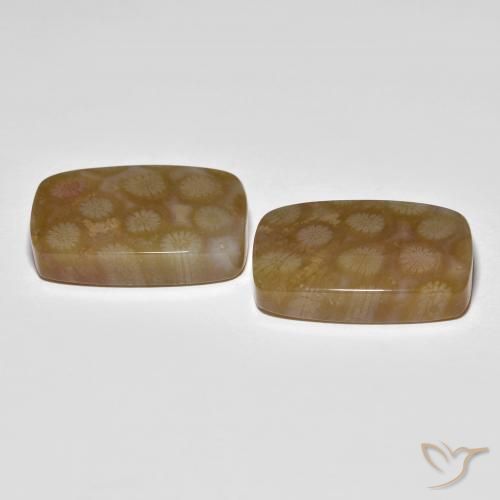 Shop natural 36.22ct マルチカラー 化石サンゴ gems, クッション, from インドネシア at GemSelect. In stock, global shipping!