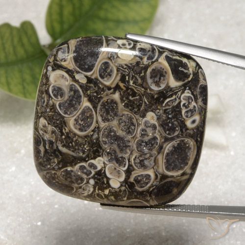 55.16ct 天然 マルチカラー 碧玉, クッション, オペーク