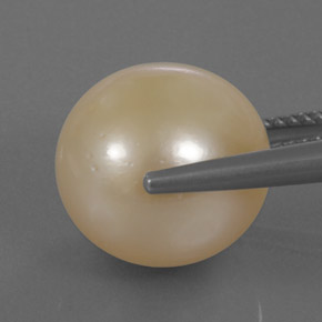 14.95カラットの天然ゴールデンパール（12.66 mm・球体 / ボール）