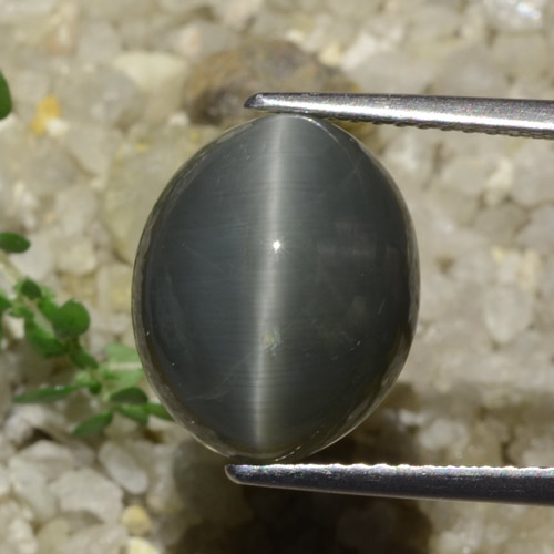 7.89カラットの天然濃い灰色Quartz Cat's Eye（13.1×10.7 mm・オーバルカット）